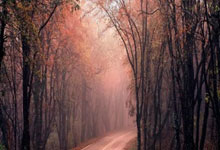 欧洲杯：绿茵场上的风云变幻，荣耀与泪水的交织